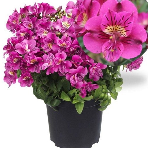 Alstromeria COLORITA 'Louise' - Inkaliilia COLORITA 'Louise'